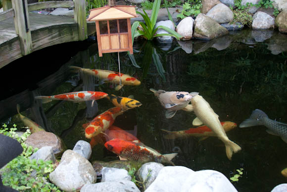 Large Koi eating from the feeder