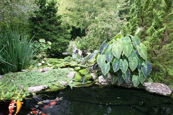 Imerial Taro, Iris, Water Lilies and Lotus in this pond