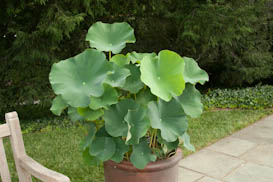 Lotus grown in a container